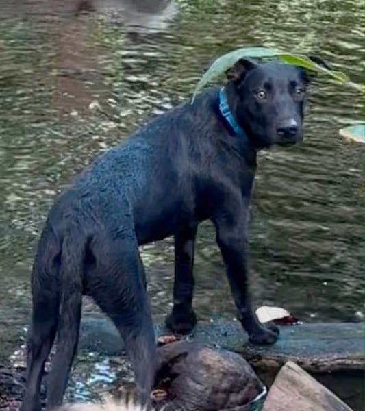LOCKY, Chiot mâle Croisé Labrador