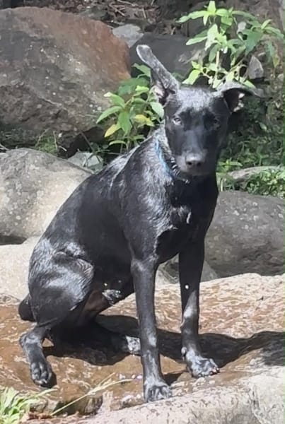 LOCKY, Chiot mâle Croisé Labrador