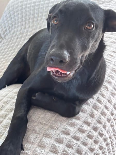 LOCKY, Chiot mâle Croisé Labrador