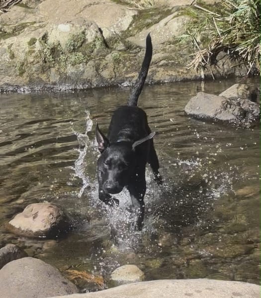 LOCKY, Chiot mâle Croisé Labrador