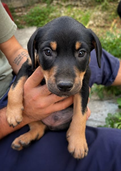 ORION, chiot mâle Berger Créole