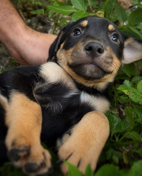 ORION, chiot mâle Berger Créole