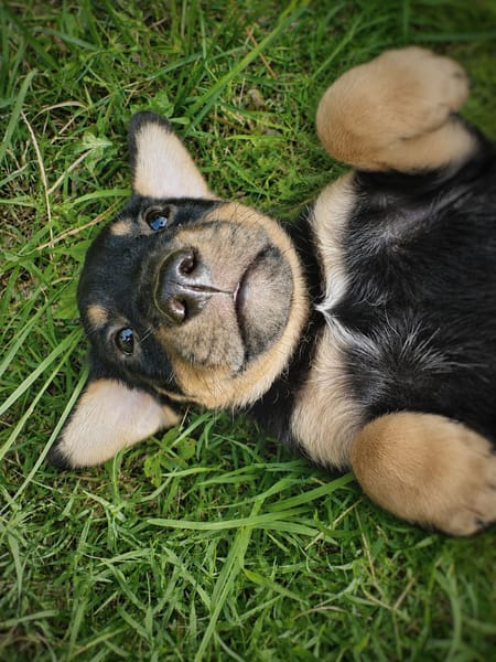 ORION, chiot mâle Berger Créole