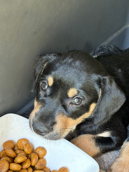 ORION, chiot mâle Berger Créole
