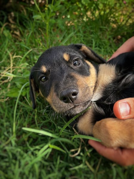 ORION, chiot mâle Berger Créole