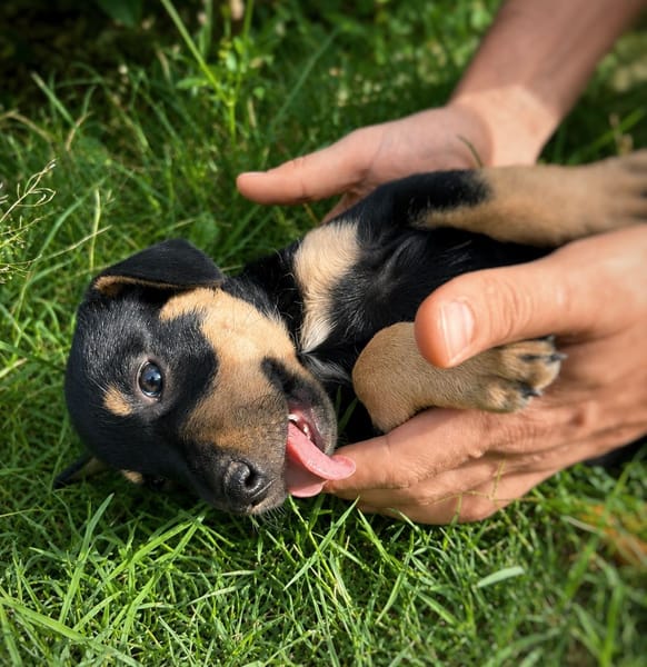 ORION, chiot mâle Berger Créole