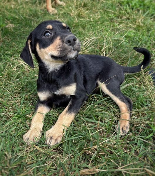 AELYS, chiot femelle Berger Créole