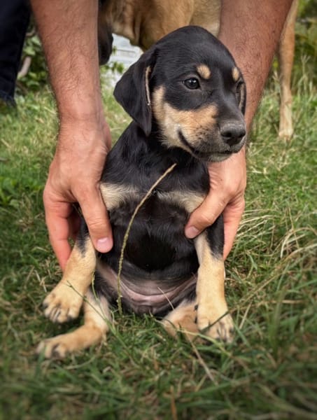 AELYS, chiot femelle Berger Créole