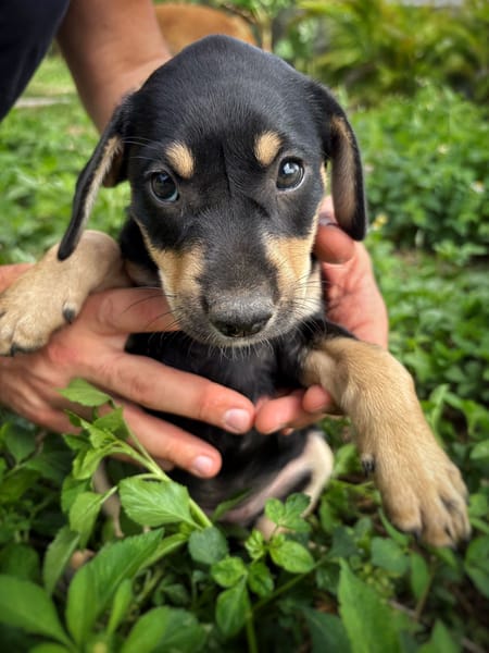 AELYS, chiot femelle Berger Créole
