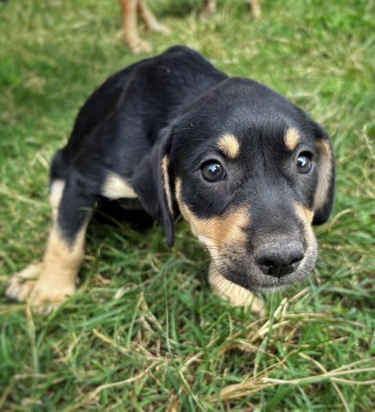 AELYS, chiot femelle Berger Créole