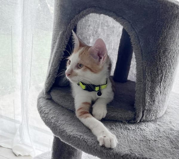 LEVI, chaton créole mâle