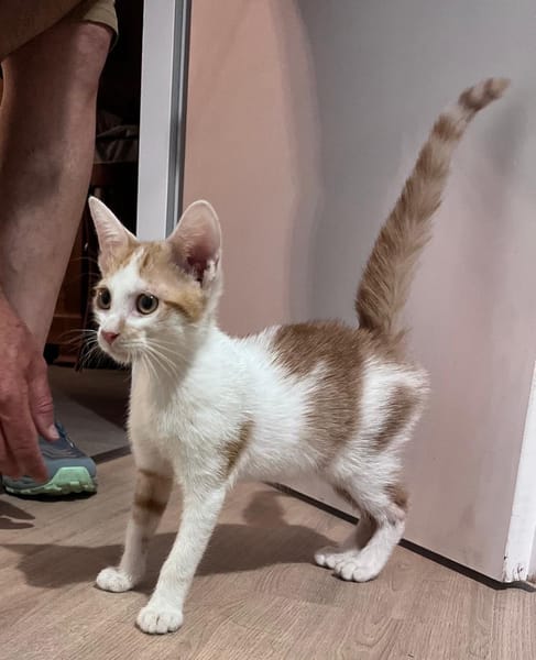 LEVI, chaton créole mâle