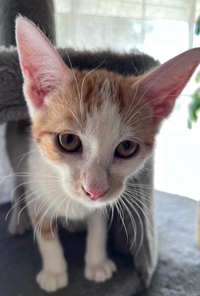 LEVI, chaton créole mâle