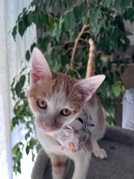 LEVI, chaton créole mâle