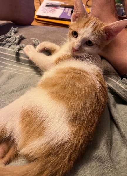 LEVI, chaton créole mâle