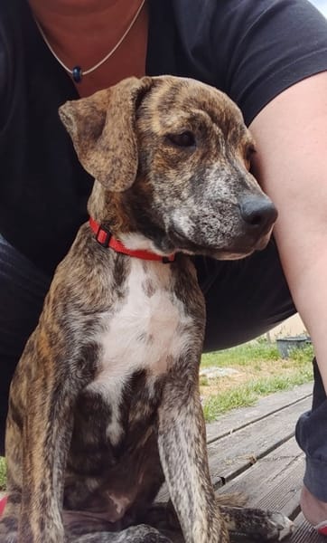 PIKA, chiot Berger Créole femelle
