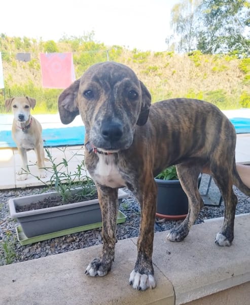 PIKA, chiot Berger Créole femelle