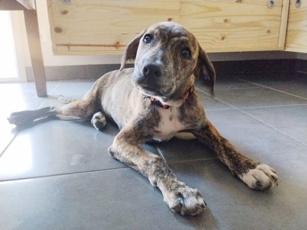 PIKA, chiot Berger Créole femelle