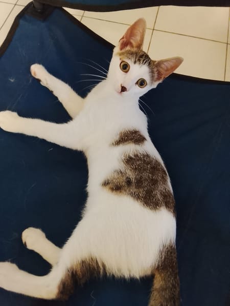 TWIX , chaton mâle type européen