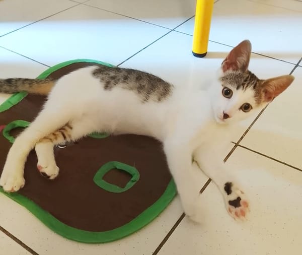 TWIX , chaton mâle type européen