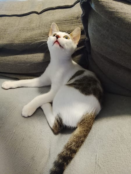TWIX , chaton mâle type européen