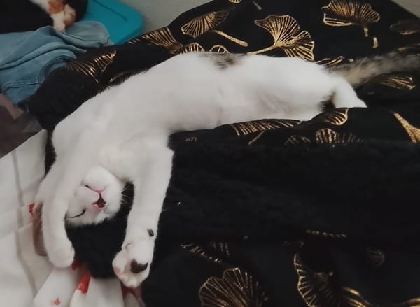 TWIX , chaton mâle type européen