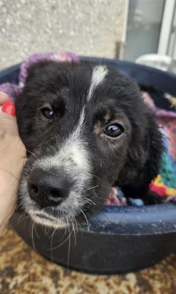 Arti möchte mit dir das Hunde 1x1 lernen