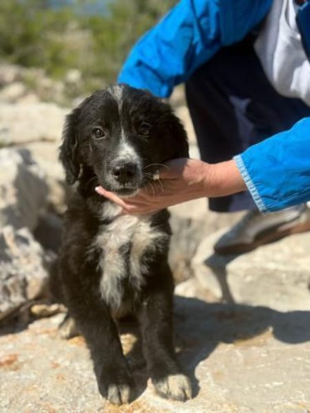 Arti möchte mit dir das Hunde 1x1 lernen