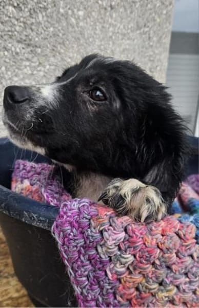 Arti möchte mit dir das Hunde 1x1 lernen