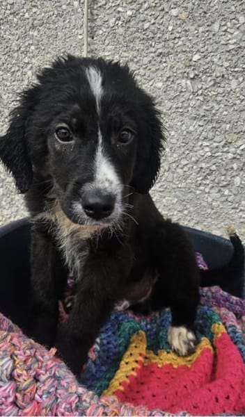 Arti möchte mit dir das Hunde 1x1 lernen
