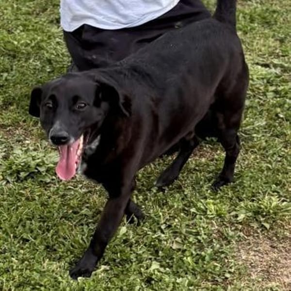 Labradormischling Pauli sucht Familie