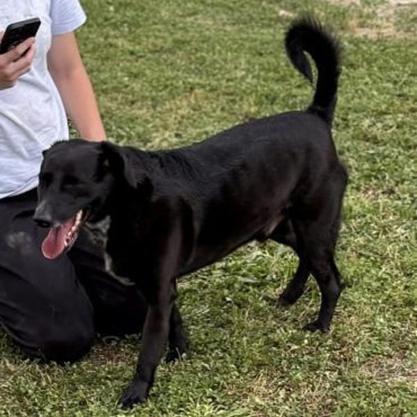 Labradormischling Pauli sucht Familie