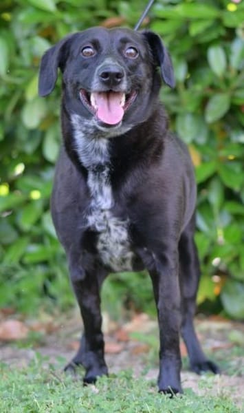 Labradormischling Pauli sucht Familie