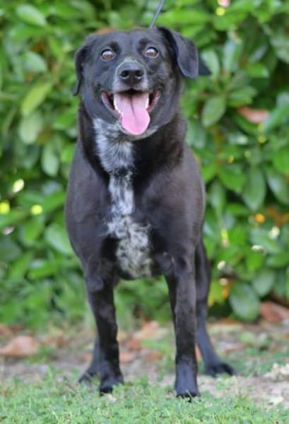 Labradormischling Pauli sucht Familie