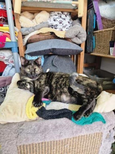 Menschenbezogene Katze Esmiralda