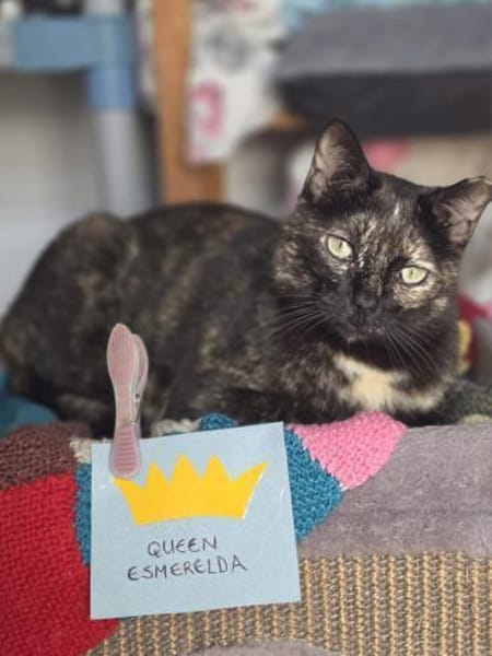Menschenbezogene Katze Esmiralda