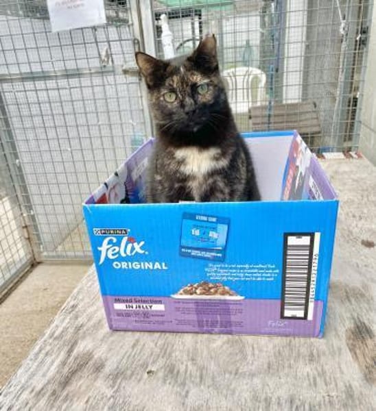 Menschenbezogene Katze Esmiralda