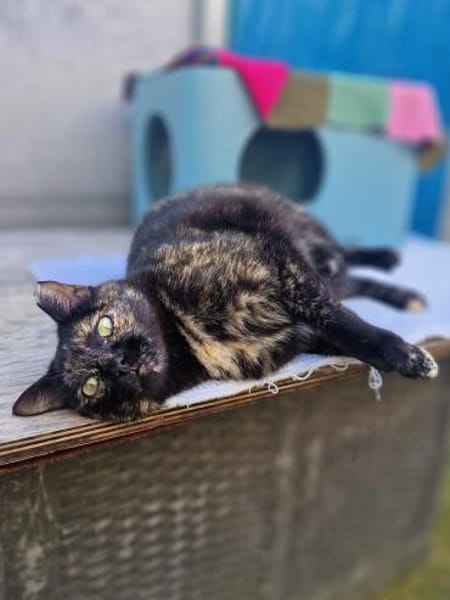 Menschenbezogene Katze Esmiralda
