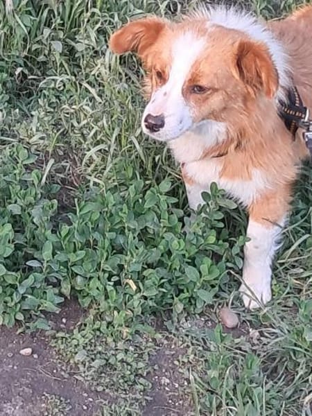 Benji, auf der Suche nach dem Glück