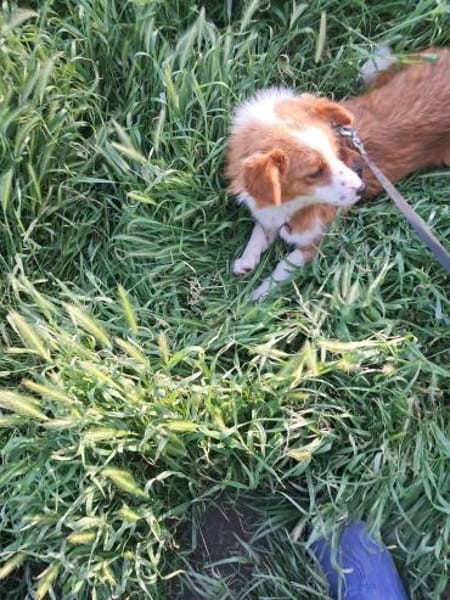 Benji, auf der Suche nach dem Glück