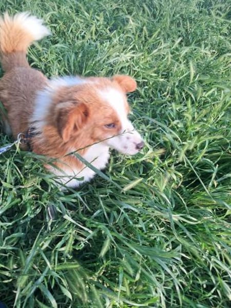 Benji, auf der Suche nach dem Glück