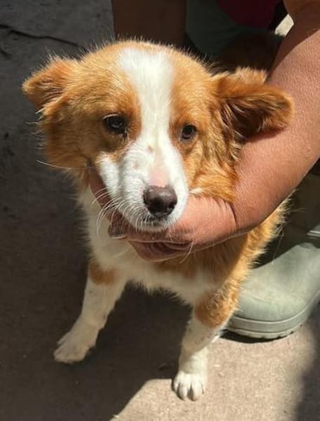 Benji, auf der Suche nach dem Glück