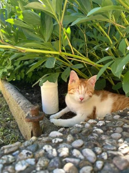 Zuhause gesucht für Lillyfee