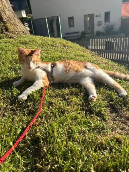 Zuhause gesucht für Lillyfee