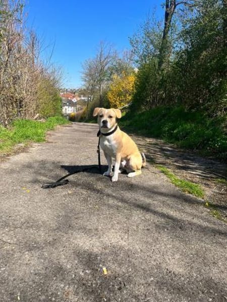 Vermittlungshilfe  Pablo