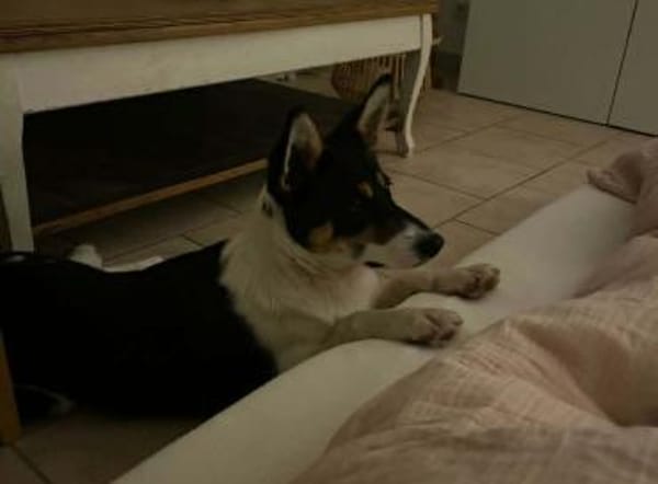 Simona - wo darf ich Zuhause sein?