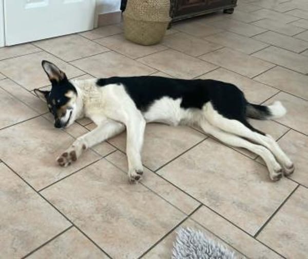 Simona - wo darf ich Zuhause sein?