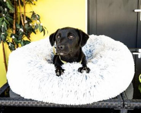 Belmondo unser kleiner Chameur...