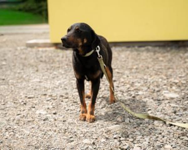 Babo sucht seine Menschen....