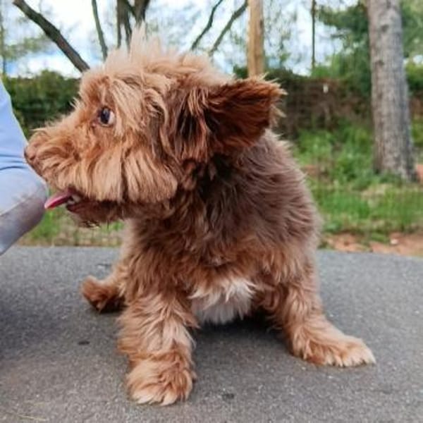 Aslan💕wartet ab dem 07.06 in PLZ 90552